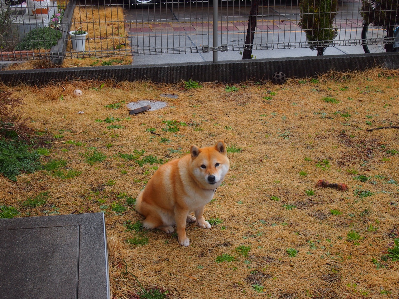 德国马术队在2024年国际马术联合会障碍赛世界巡回赛中获得团体第六名，展现出色表现。