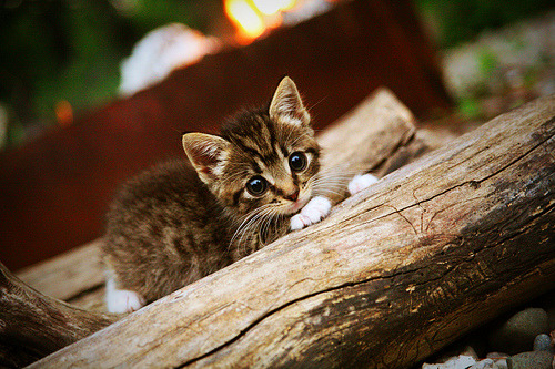 爱游戏体育平台-WRC阿塞拜疆站：山岚险路上的巅峰对决，阿塞拜疆f1