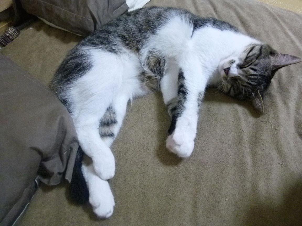 爱游戏资讯-_湖人队迎难而上，迎来胜利曙光_，湖人队队